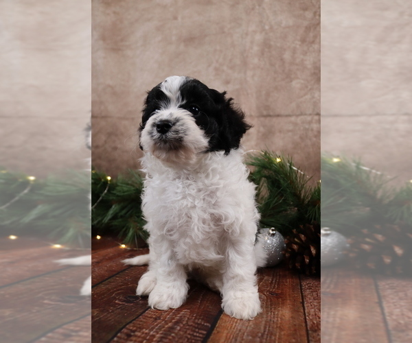 Medium Photo #4 Cavapoo (Toy) Puppy For Sale in WEST SALEM, OH, USA