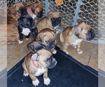 Small Photo #16 Boxer Puppy For Sale in HASLETT, MI, USA