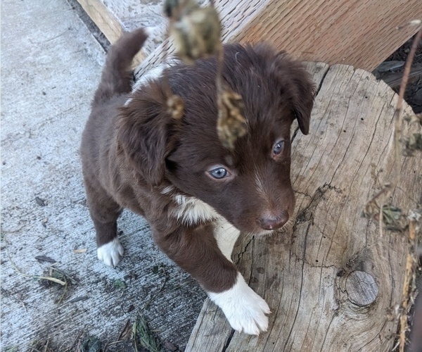 Medium Photo #3 Border Collie Puppy For Sale in HARRISON, ID, USA