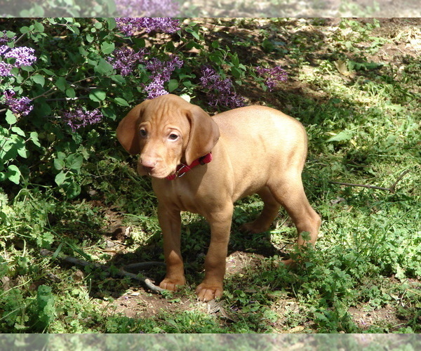 Medium Photo #5 Vizsla Puppy For Sale in AMORITA, OK, USA