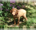 Small #4 Vizsla