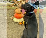 Small #4 Labrador Retriever Mix