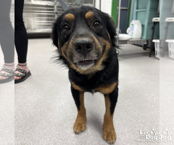 Medium Photo #3 Basset Hound-Unknown Mix Puppy For Sale in Washington, DC, USA