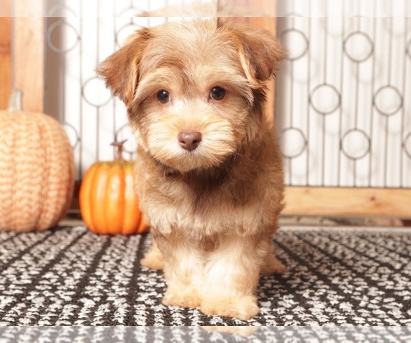 Medium Photo #1 YorkiePoo Puppy For Sale in NAPLES, FL, USA