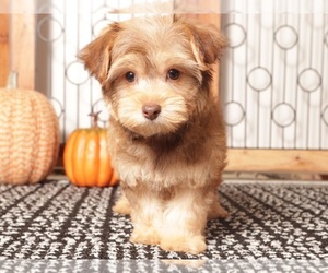 YorkiePoo Puppy for Sale in NAPLES, Florida USA