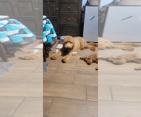 Medium Photo #1 Goldendoodle (Miniature) Puppy For Sale in FORT WORTH, TX, USA