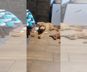 Father of the Goldendoodle (Miniature) puppies born on 08/30/2026