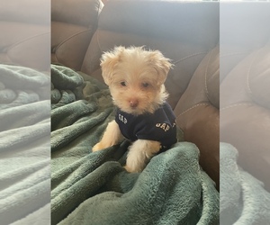 ShihPoo Puppy for sale in MCMINNVILLE, OR, USA