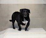 Small #1 Basset Hound Mix