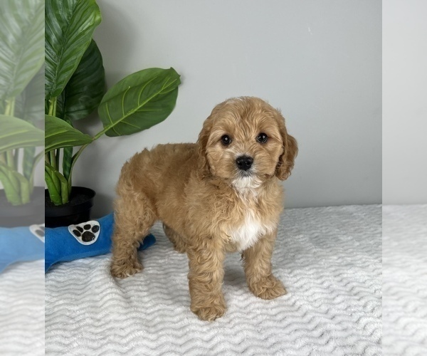 Medium Photo #6 Cockapoo Puppy For Sale in FRANKLIN, IN, USA