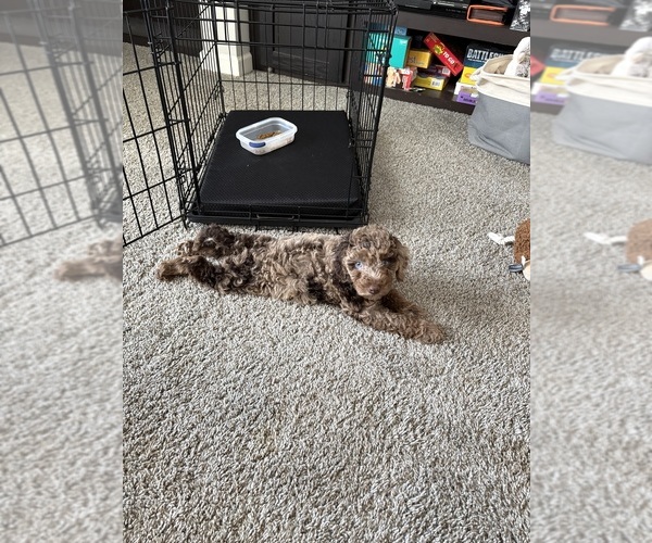 Medium Photo #1 Goldendoodle Puppy For Sale in SPARTANBURG, SC, USA