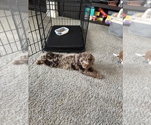 Goldendoodle Puppy for sale in SPARTANBURG, SC, USA