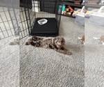 Small Goldendoodle