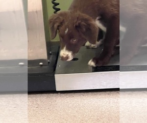 Border Collie Puppy for sale in HAMILTON, OH, USA