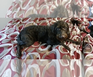 Miniature Labradoodle Puppy for sale in RALEIGH, NC, USA