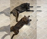 Small #2 American Pit Bull Terrier-Bulldog Mix