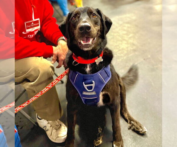 Medium Photo #11 Labrador Retriever-Unknown Mix Puppy For Sale in Canton, CT, USA