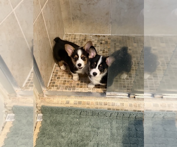 Medium Photo #32 Pembroke Welsh Corgi Puppy For Sale in INDEPENDENCE, MO, USA
