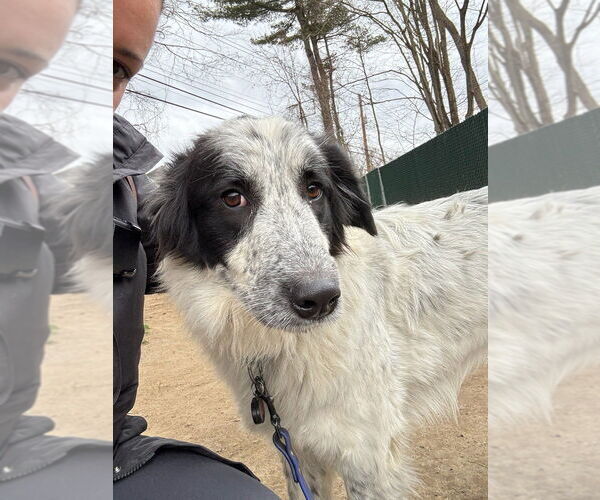 Medium Photo #4 Pyrenees Border Collie Puppy For Sale in Brewster, NY, USA