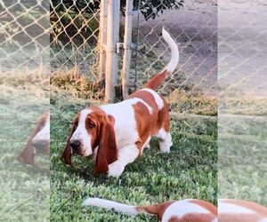 Father of the Basset Hound puppies born on 07/01/2025