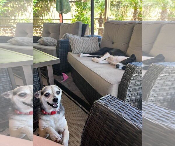 Medium Photo #4 Chihuahua-Unknown Mix Puppy For Sale in Escondido, CA, USA