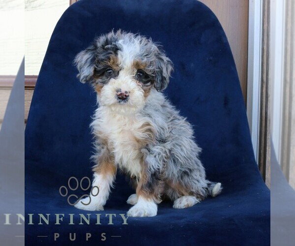 Medium Photo #3 Bernedoodle (Miniature) Puppy For Sale in NARVON, PA, USA