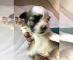 Small Photo #7 Shih Tzu Puppy For Sale in ARDEN, NC, USA