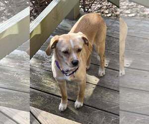 Chiweenie Dogs for adoption in pomfret, CT, USA