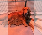 Small Photo #1 Golden Retriever Puppy For Sale in GRAND RAPIDS, MI, USA