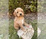 Small #4 Cockapoo