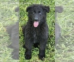 Little Bear - Female German Shepherd Dog Puppy for Sale - Photo #2