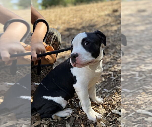 Medium Photo #4 American Pit Bull Terrier Puppy For Sale in San Diego, CA, USA