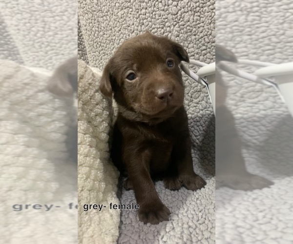 Medium Photo #15 Labrador Retriever Puppy For Sale in ATHENS, WI, USA