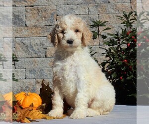 Goldendoodle-Poodle (Standard) Mix Puppy for sale in HONEY BROOK, PA, USA
