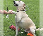 Small #2 Labrador Retriever