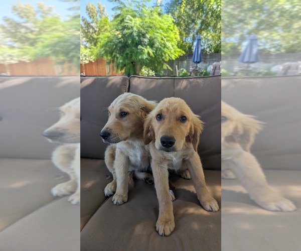 Medium Photo #3 Golden Retriever Puppy For Sale in ELVERTA, CA, USA