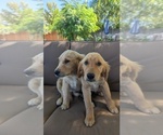 Small #2 Golden Retriever