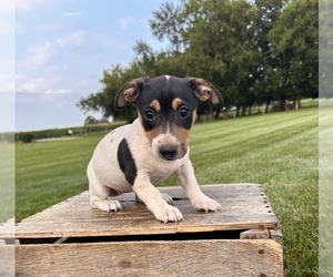 Jack Russell Terrier Puppy for sale in MIDDLEBURY, IN, USA