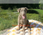 Small #4 German Shepherd Dog