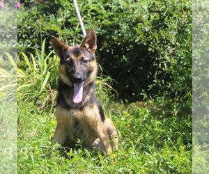 German Shepherd Dog Dogs for adoption in Holly Hill, SC, USA