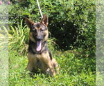 Small German Shepherd Dog