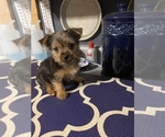 Small Photo #9 Yorkshire Terrier Puppy For Sale in NASHVILLE, IN, USA