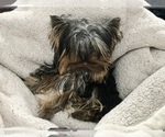 Small Photo #7 Yorkshire Terrier Puppy For Sale in HAYWARD, CA, USA