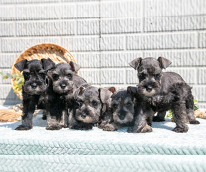 Schnauzer (Miniature) Litter for sale in BALTIC, OH, USA