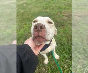 Mutt Dogs for adoption in Abbeville, LA, USA