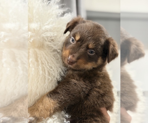 Medium Photo #13 Australian Shepherd Puppy For Sale in NEW BRAUNFELS, TX, USA