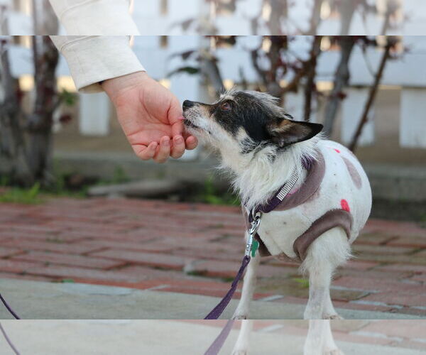 Medium Photo #5 Jack Chi Puppy For Sale in San Jose, CA, USA