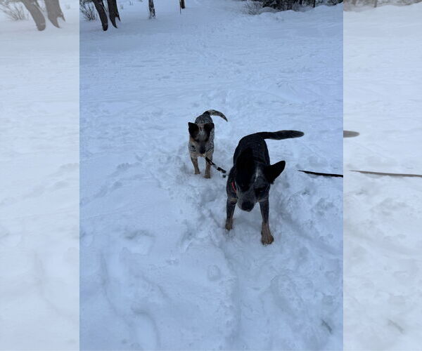 Medium Photo #3 Basset Hound-Unknown Mix Puppy For Sale in Garden City, NY, USA