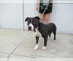 Small American Pit Bull Terrier