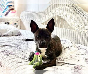 Vandal - Male American Staffordshire Terrier-Unknown Mix Dog for Adoption - Photo #9